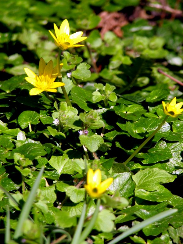 Lesser celendine (Ranunculus ficaria)