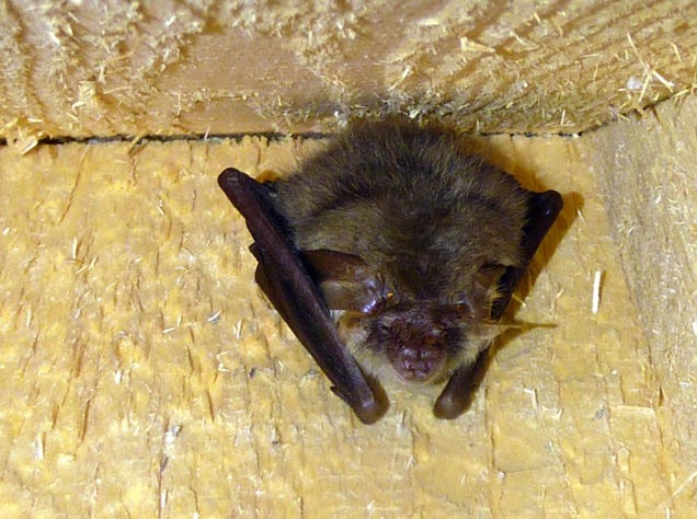 Hibernating brown long-eared bat