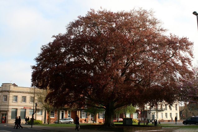 Copper beech outside the Grantham Guildhall on St Peter's Hill