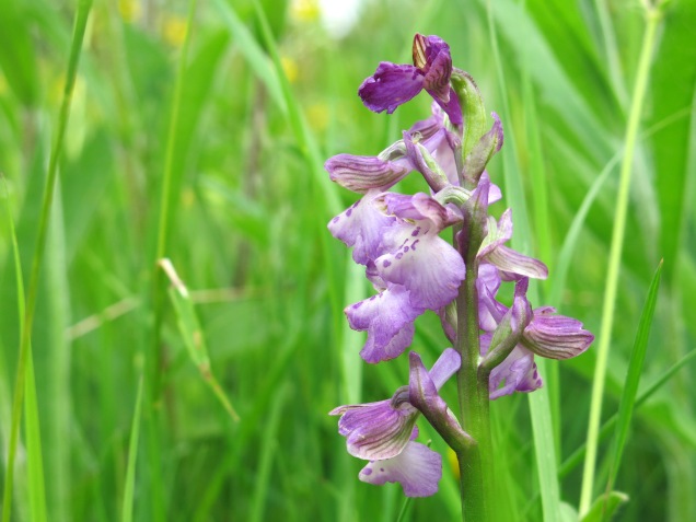 Green winged orchid flowering at Cribbs Meadow NNR - you can see the green stripes in the lateral sepals which give the flower it's common name.