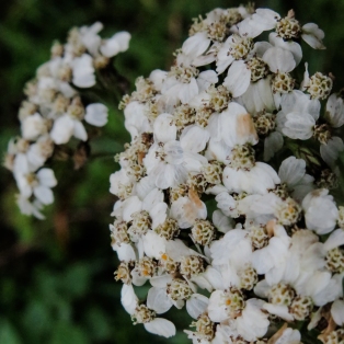 Yarrow - Achillia millefolium